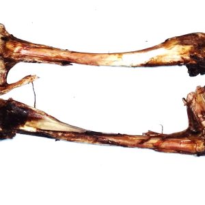 TIBIA BONE SINGLES